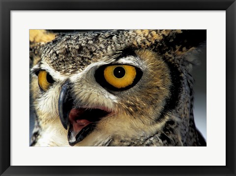 Framed Owl Print