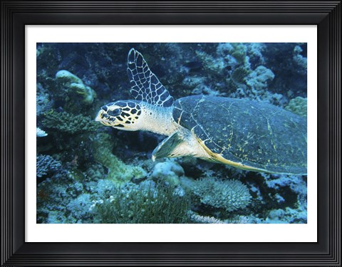 Framed Loggerhead Turtle Print