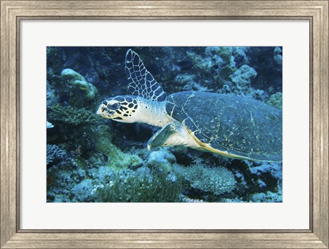 Framed Loggerhead Turtle Print