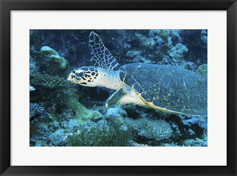 Framed Loggerhead Turtle Print