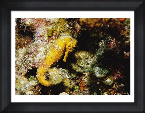 Framed Yellow Seahorse Print