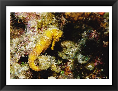 Framed Yellow Seahorse Print