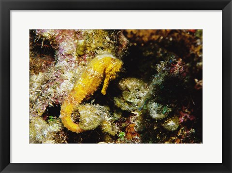 Framed Yellow Seahorse Print