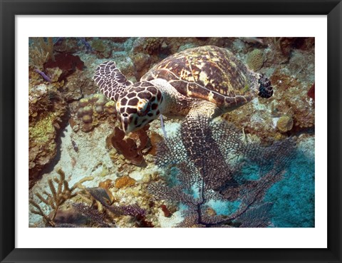 Framed Hawksbill Turtle Print