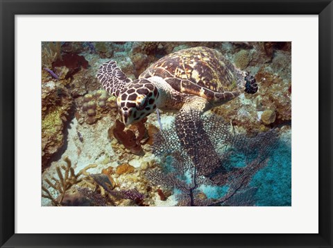 Framed Hawksbill Turtle Print