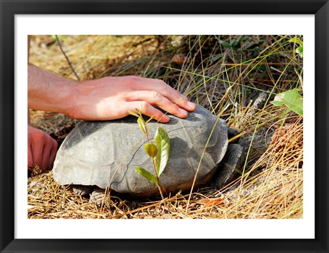 Framed Gopher Tortoise Print