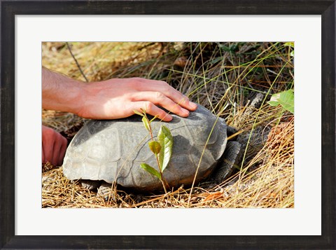 Framed Gopher Tortoise Print