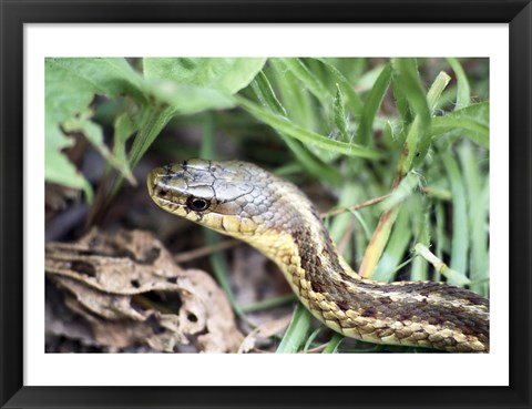 Framed Garter Snake Print