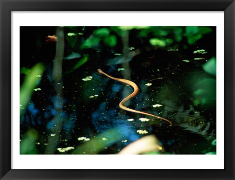 Framed Snake in the water Print