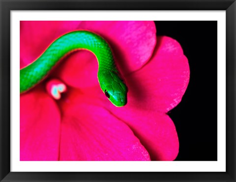 Framed Smooth Green Snake on a flower Print