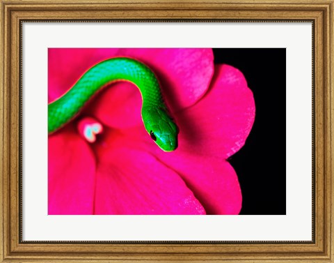 Framed Smooth Green Snake on a flower Print