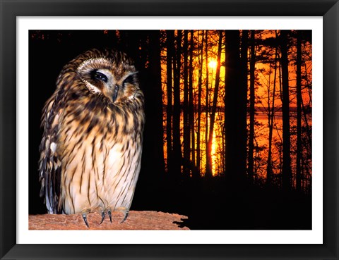 Framed Barred Owl perching on a log Print