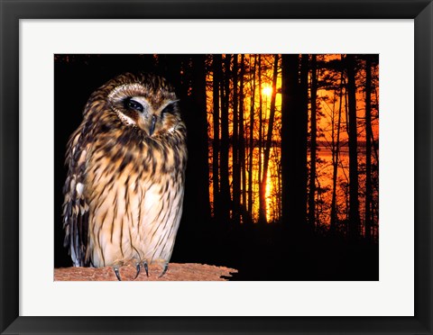 Framed Barred Owl perching on a log Print