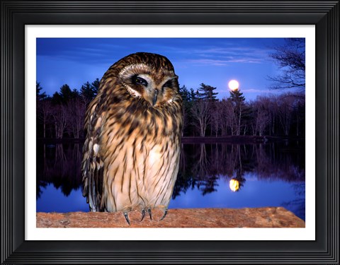 Framed Barred Owl perching on a log Print