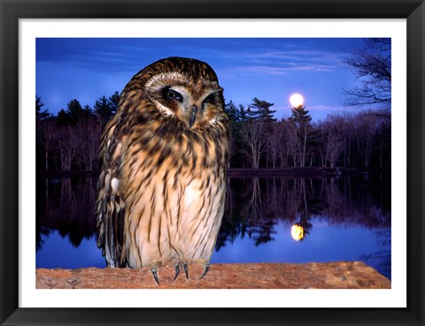 Framed Barred Owl perching on a log Print