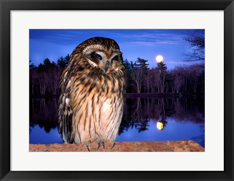 Framed Barred Owl perching on a log Print