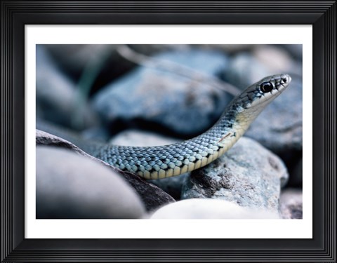 Framed Common Garter Snake Print