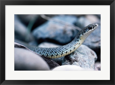 Framed Common Garter Snake Print