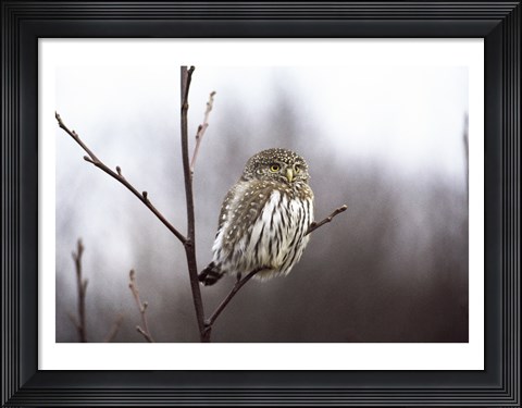 Framed Pygmy Owl Print