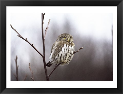 Framed Pygmy Owl Print