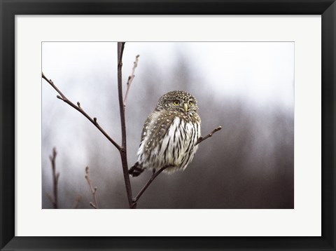 Framed Pygmy Owl Print