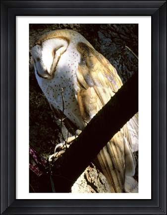Framed Barn Owl Sleeping Print