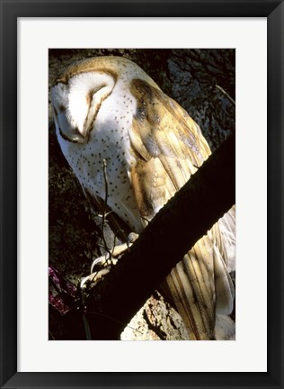 Framed Barn Owl Sleeping Print