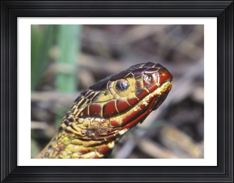 Framed Red-bellied Water Snake Print