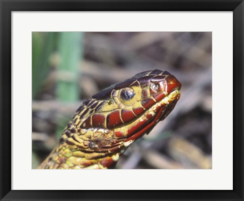 Framed Red-bellied Water Snake Print