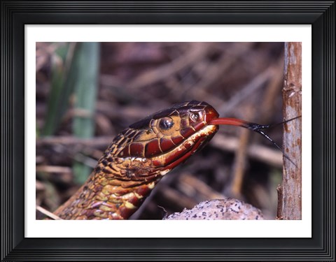Framed Red-bellied Water Snake Print