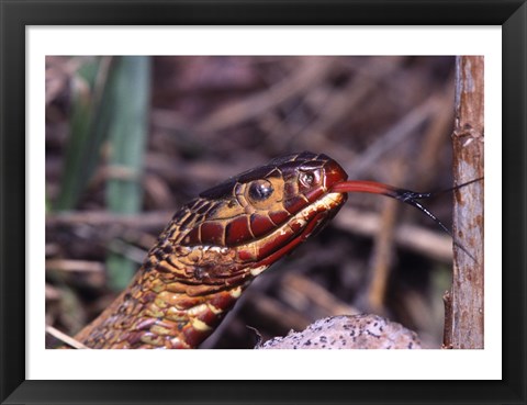 Framed Red-bellied Water Snake Print