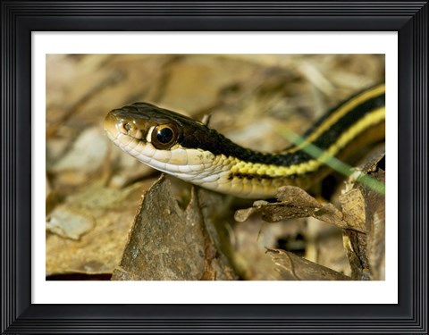 Framed Common Garter Snake Print