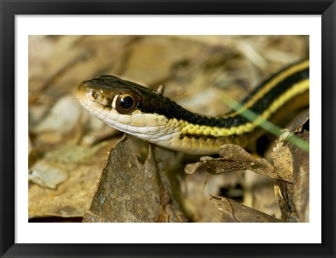 Framed Common Garter Snake Print