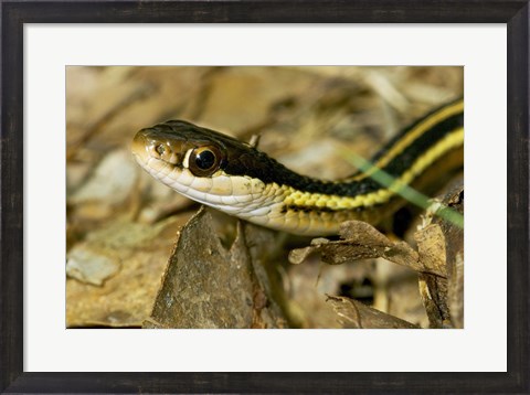 Framed Common Garter Snake Print