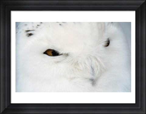 Framed Snowy Owl - eyes Print