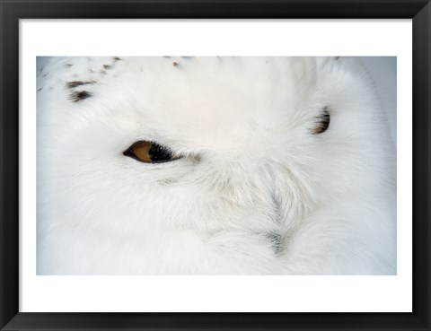 Framed Snowy Owl - eyes Print