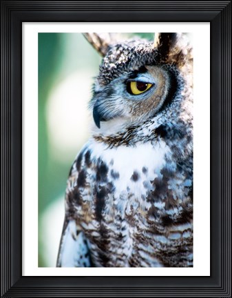 Framed Great Horned Owl Looking Off Print