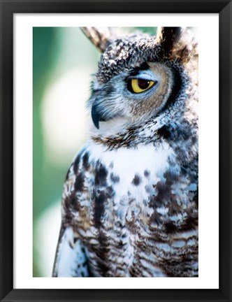 Framed Great Horned Owl Looking Off Print