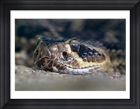 Framed Rattlesnake Print