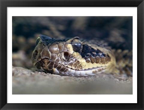 Framed Rattlesnake Print