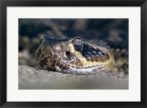 Framed Rattlesnake Print