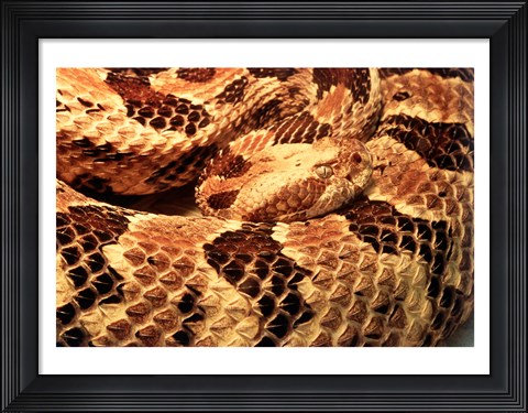 Framed Canebrake Rattlesnake Print