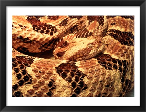 Framed Canebrake Rattlesnake Print