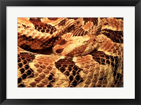 Framed Canebrake Rattlesnake Print