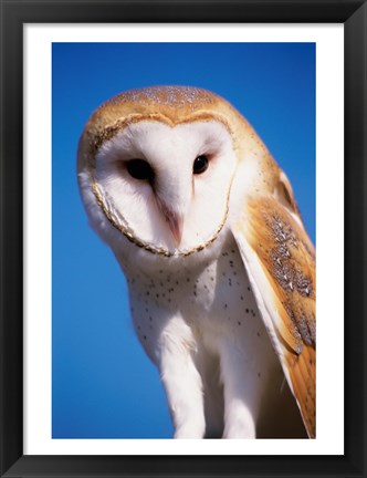 Framed Barn Owl Close Up Print