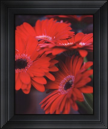 Framed Red Gerbera Daisies I Print