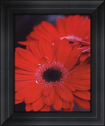 Framed Red Gerbera Daisies II Print