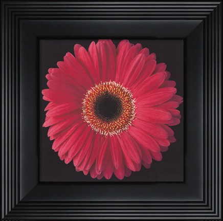 Framed Gerbera Daisy Pink Print