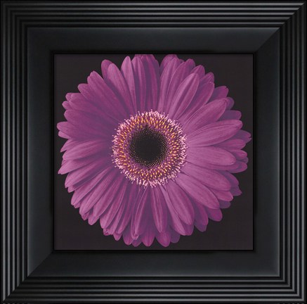 Framed Gerbera Daisy Purple Print