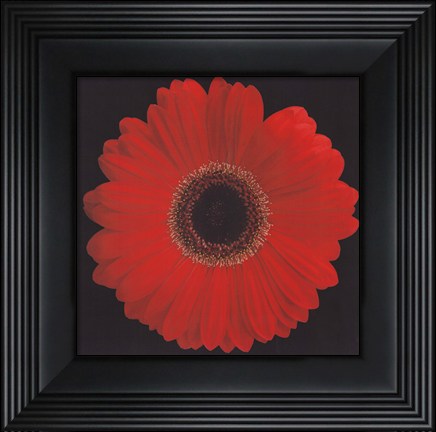 Framed Gerbera Daisy Red Print